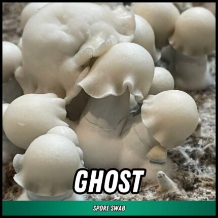 Ghost Spore Swab (P. cubensis)
