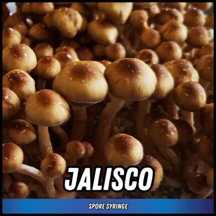 Jalisco Magic Truffle Spore Syringe (P. mexicana)