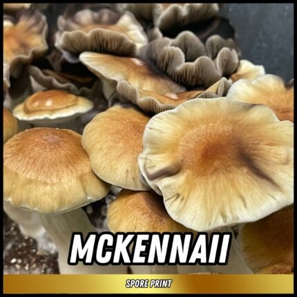 Mckennaii Spore Print (P. cubensis)