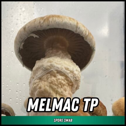 Melmac TP Spore Swab (P. cubensis)
